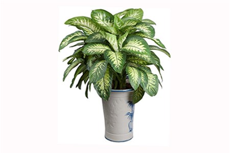 Cây độc: Cây Vạn Niên Thanh hút khí độc, mang tài lộc nhưng chứa độc nguy hiểm