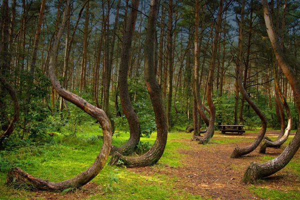 Khu rừng ma ám được mệnh danh ‘Tam giác quỷ’ trên mặt đất