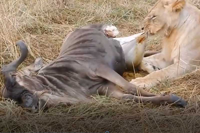 CLIP: Sư tử xé xác linh dương đầu bò