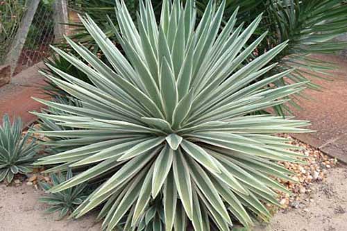 Quá nguy hiểm khi trồng cây thế kỷ làm cảnh tại nhà vì quá độc