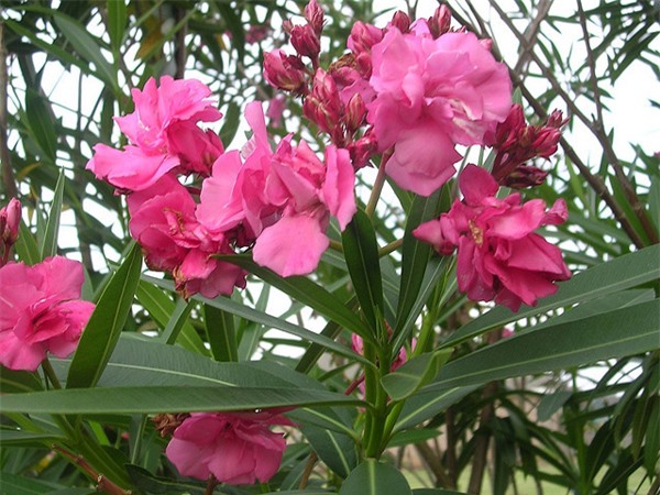 Cây độc: Trúc đào trồng làm cảnh, đừng quên toàn thân cây chứa chất độc chết người