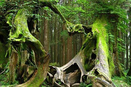 Những khu rừng ‘ma’ rùng rợn nhất trên thế giới