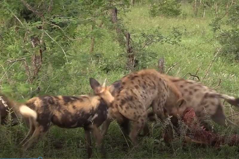 CLIP: Chó hoang cướp mồi của linh cẩu và cái kết