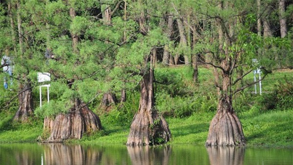 Cây độc: Đằng sau vẻ đẹp mê mẩn của Thông đỏ là độc tố cực mạnh gây chết người