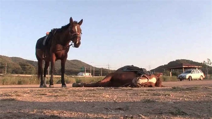Chú ngựa làm biếng nhất thế giới, cứ ai xông lên đòi cưỡi là lăn ra giả chết