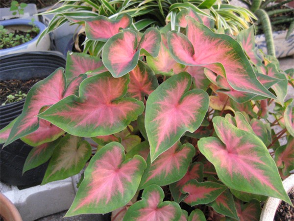 Cây độc: Chuyên gia khuyến cáo nên tránh xa, nhưng môn kiểng vẫn được trồng trong nhà