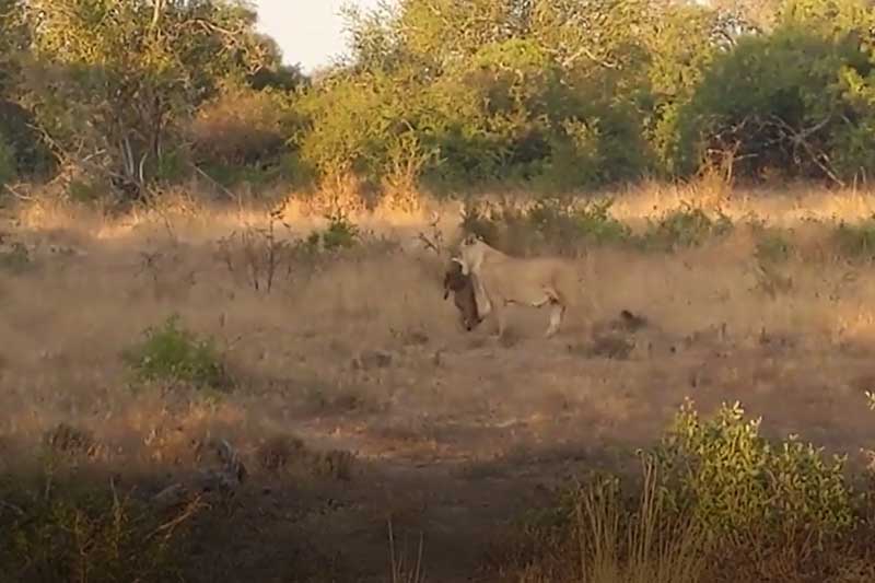 CLIP: Mải mê kiếm ăn không cảnh giác, lợn bướu phải bỏ mạng khi bị sư tử đánh úp