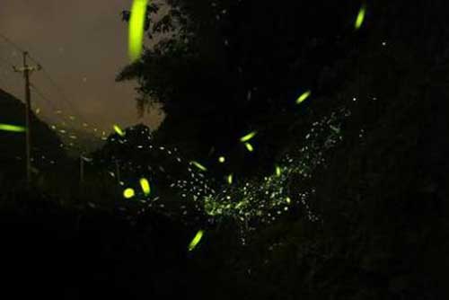 Giải mã bí ẩn về những đốm sáng lập loè ngoài nghĩa địa