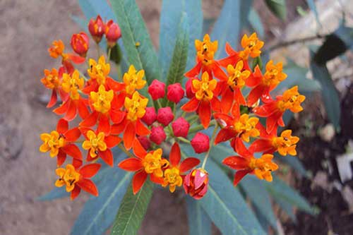 Cây độc: Cây bông tai có thể gây hôn mê nếu cứ thấy đẹp là hái