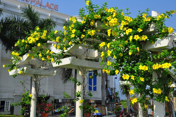 Cây độc: Huỳnh anh được trồng khắp nơi nhưng không phải ai cũng biết nó chứa chất kịch độc