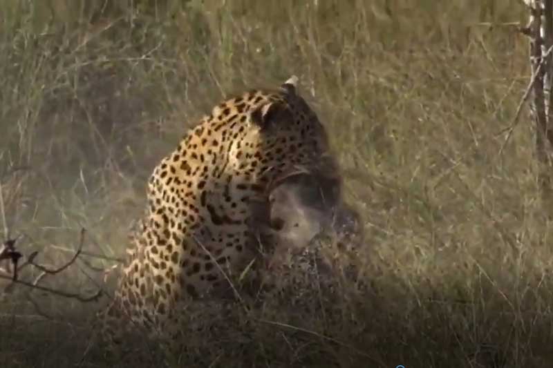 CLIP: Mai phục đỉnh cao, báo hoa mai đoạt mạng lợn bướu trong "một nốt nhạc"