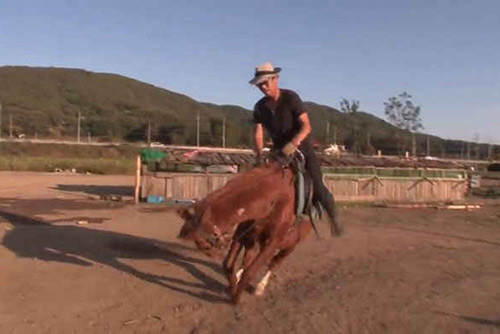 Chú ngựa làm biếng nhất thế giới, cứ ai xông lên đòi cưỡi là lăn ra giả chết