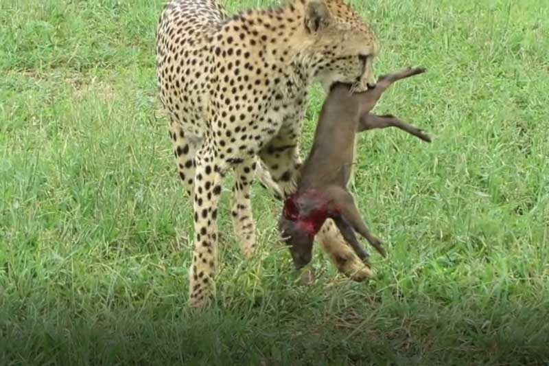 CLIP: Lợn bướu chết thảm khi đụng độ báo săn