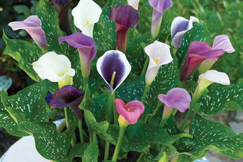 Cây độc: Hoa rum đẹp thuần khiết, nhưng lá và củ lại chứa chất độc nguy hiểm