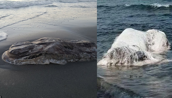 Bí ẩn những 'quái vật' khổng lồ, kỳ dị trôi dạt vào bờ biển