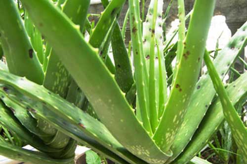 Biết điều này chắc chắn bạn sẽ trồng cây nha đam ngay hôm nay dù nhà chật hẹp tới mấy