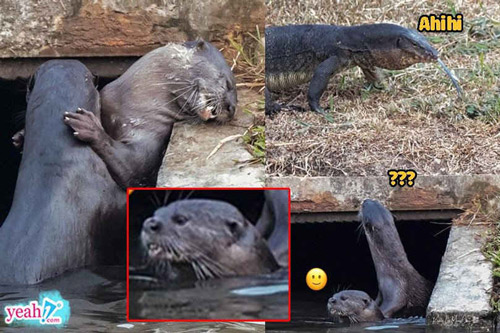 Người xưa cứ kêu "kỳ đà cản mũi", nhưng phải đến giờ mới có hình ảnh chứng minh sự tích này là thật