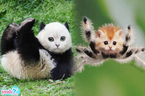 Khi tất cả các loài vật đều có gương mặt giống mèo, trông hư cấu nhưng lại cực kỳ đáng yêu