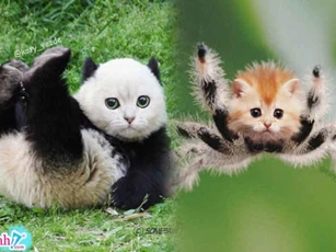 Khi tất cả các loài vật đều có gương mặt giống mèo, trông hư cấu nhưng lại cực kỳ đáng yêu