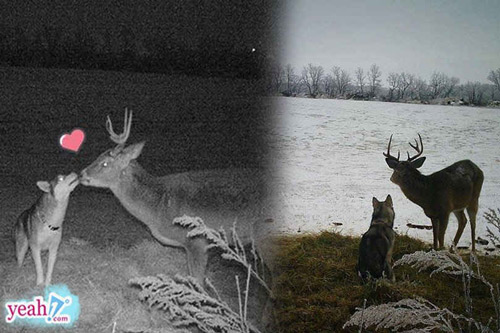 Mặc kệ nguồn gốc tổ tiên là sói săn mồi, nàng "ngáo" husky vẫn bỏ nhà đi hẹn hò với một anh nai đực trưởng thành