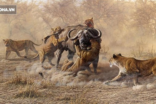 Cất công mai phục bên bờ sông, sư tử cái mất mồi ngon vì sư tử đực... quá nhát gan