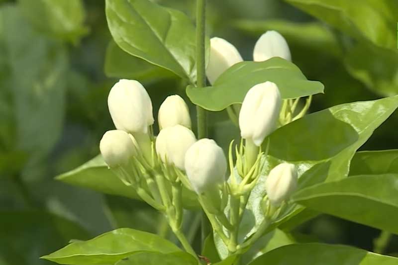 Hà Nội: 'Hái tiền' mỏi tay nhờ trồng hoa nhài