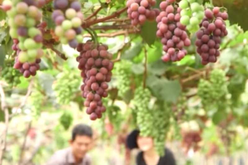 Lâm Đồng: Kiếm bộn tiền nhờ trồng nho Nhật Bản