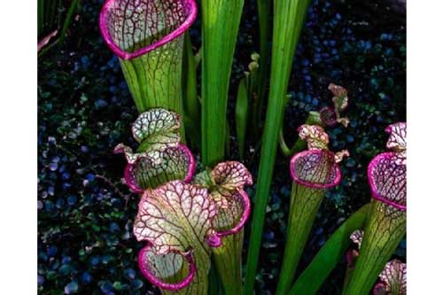 Ngỡ ngàng trước vẻ đẹp của cây ăn thịt