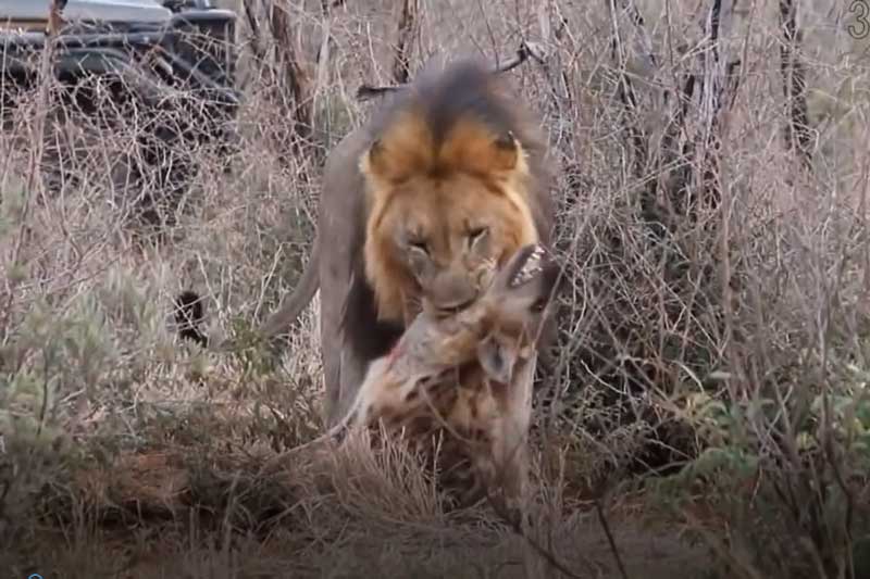 CLIP: Sư tử đực "nổi điên" hạ sát linh cẩu