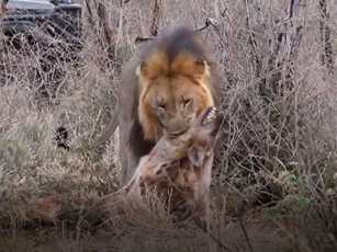 CLIP: Sư tử đực "nổi điên" hạ sát linh cẩu