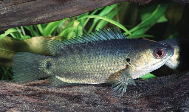 Australia "rúng động" vì cá rô sát thủ biết trèo cây, "đi bộ"