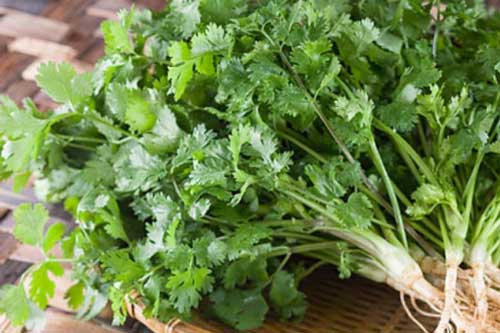 Tác hại đáng sợ của rau mùi, nhiều người vẫn vô tư ăn mà không biết