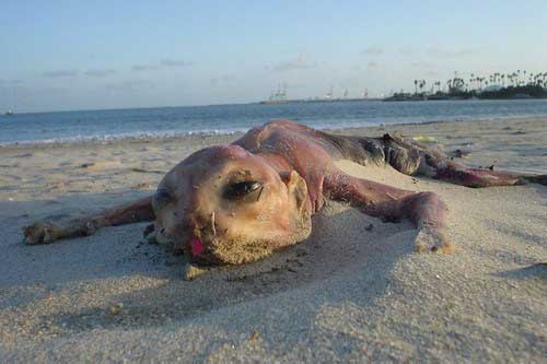 Dấu vết tồn tại của những loài "quái vật" bí ẩn