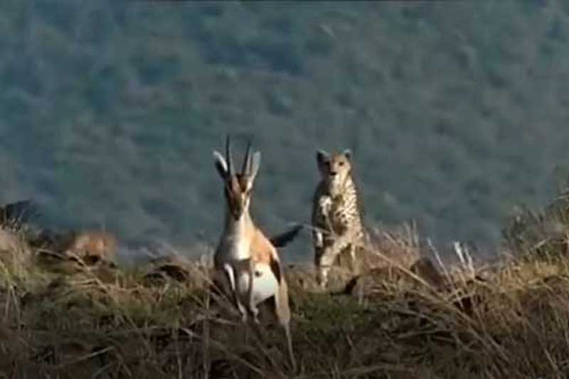 CLIP: Báo săn tấn công linh dương Thomson và cái kết