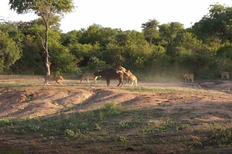CLIP: Chống trả quyết liệt, trâu rừng vẫn bỏ mạng dưới nanh vuốt của bầy sư tử
