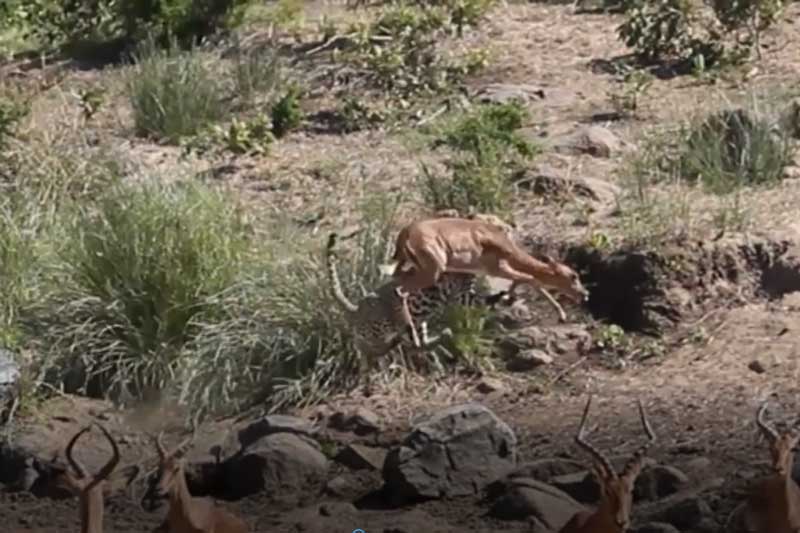 CLIP: Báo hoa mai tung cú nhảy lên không trung tóm cổ linh dương Impala