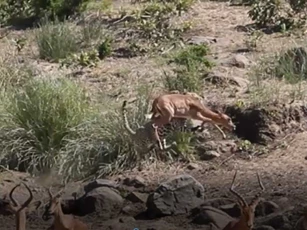 CLIP: Báo hoa mai tung cú nhảy lên không trung tóm cổ linh dương Impala