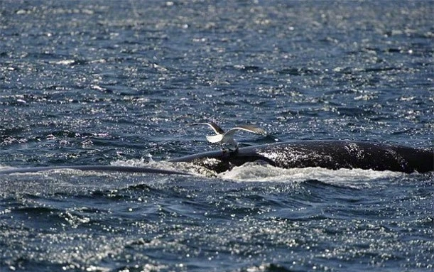 Kinh hãi phát hiện hải âu ăn thịt cá voi sống