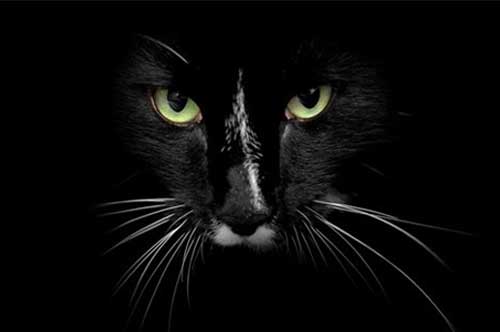 Khoa học giải thích chuyện xác chết 'sống lại' khi mèo nhảy qua