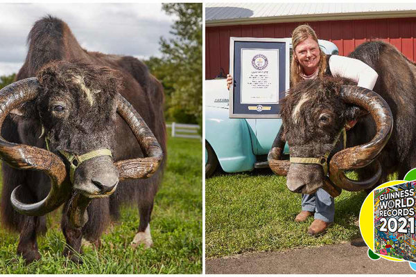 Choáng khi nhìn thấy sừng bò Tây Tạng dài nhất thế giới