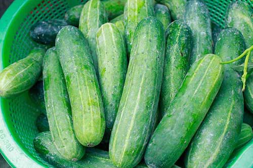 Cảnh giác với tác dụng phụ nguy hiểm của dưa chuột, nếu có dấu hiệu này cần vứt bỏ ngay