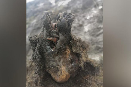 Phát hiện xác gấu hang động hơn 20.000 năm tuổi