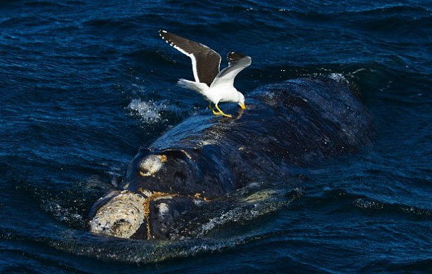 Kinh hãi khi phát hiện hải âu ăn thịt cá voi sống