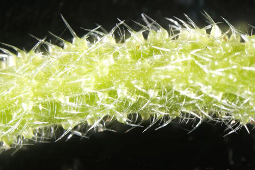 Kinh dị loài cây độc 'chạm chút thôi là nhớ cả đời'