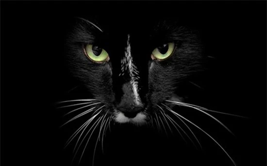 Có hay không việc mèo đen khiến xác chết "sống dậy"