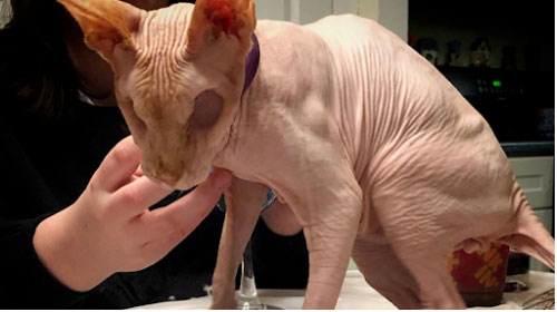 Câu chuyện cảm động về chú mèo không có mắt đang gây "sốt" mạng xã hội