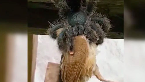 Rợn người khi chứng kiến cảnh nhện khổng lồ nuốt chửng chim