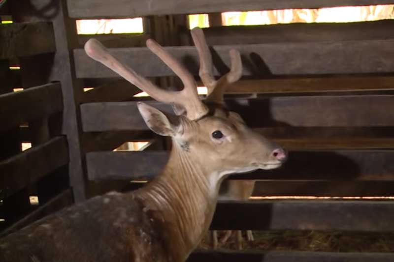 Hà Tĩnh: Nông dân đổi đời nhờ nuôi hươu