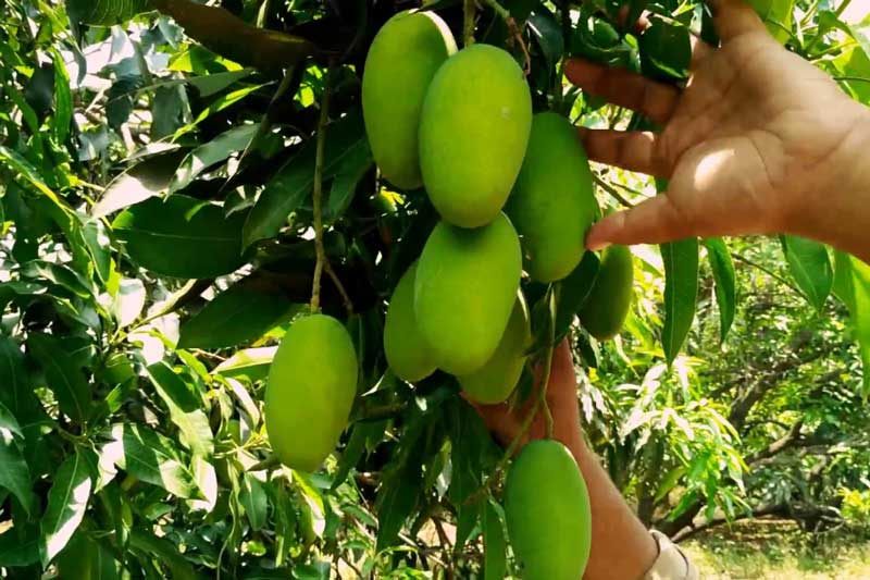 Đồng Nai: Thu 20 tỷ đồng/năm nhờ trồng xoài sạch