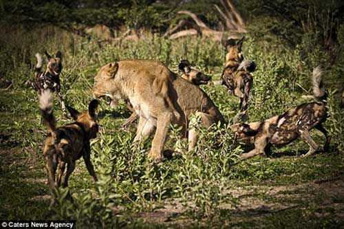 Đàn chó hoang bao vây sư tử đơn độc: Cái kết  sốc?